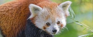 Preview wallpaper red panda, animal, glance, leaves, wildlife