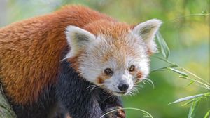 Preview wallpaper red panda, animal, glance, leaves, wildlife
