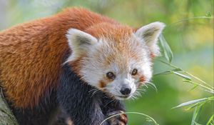 Preview wallpaper red panda, animal, glance, leaves, wildlife