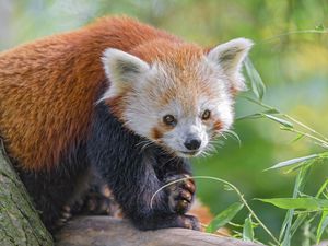 Preview wallpaper red panda, animal, glance, leaves, wildlife