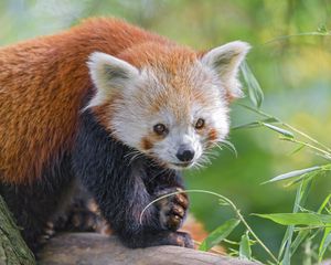 Preview wallpaper red panda, animal, glance, leaves, wildlife