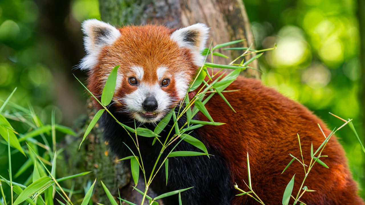 Wallpaper red panda, animal, grass, wildlife, cute