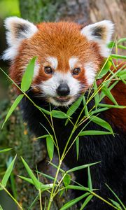 Preview wallpaper red panda, animal, grass, wildlife, cute