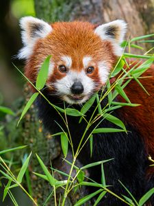 Preview wallpaper red panda, animal, grass, wildlife, cute