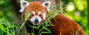 Preview wallpaper red panda, animal, grass, wildlife, cute