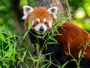 Preview wallpaper red panda, animal, grass, wildlife, cute