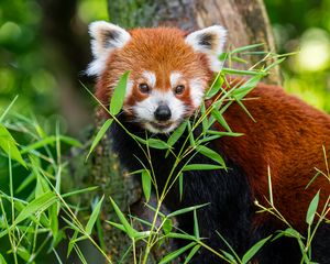 Preview wallpaper red panda, animal, grass, wildlife, cute