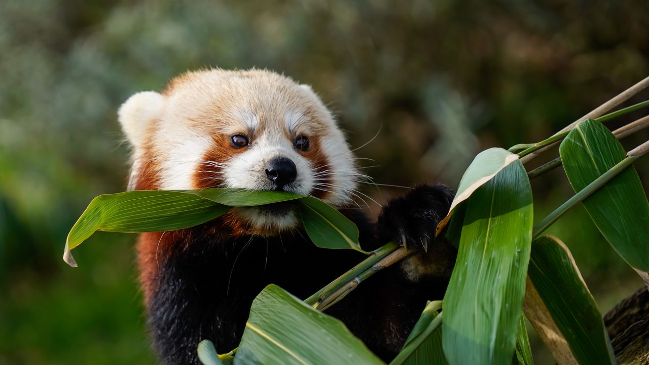 Wallpaper red panda, animal, leaves