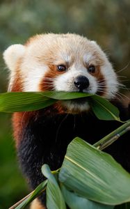 Preview wallpaper red panda, animal, leaves