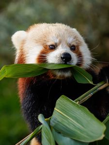 Preview wallpaper red panda, animal, leaves