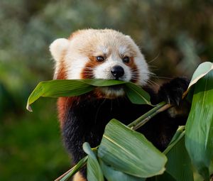 Preview wallpaper red panda, animal, leaves