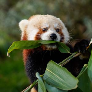 Preview wallpaper red panda, animal, leaves