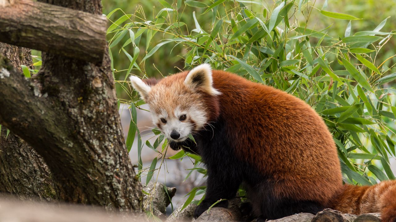 Wallpaper red panda, animal, leaves, furry