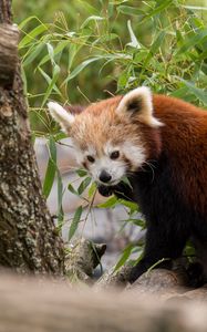 Preview wallpaper red panda, animal, leaves, furry