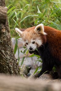 Preview wallpaper red panda, animal, leaves, furry