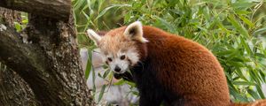 Preview wallpaper red panda, animal, leaves, furry