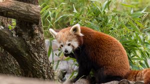 Preview wallpaper red panda, animal, leaves, furry