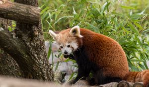 Preview wallpaper red panda, animal, leaves, furry