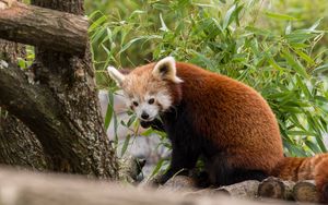 Preview wallpaper red panda, animal, leaves, furry