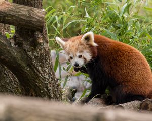 Preview wallpaper red panda, animal, leaves, furry