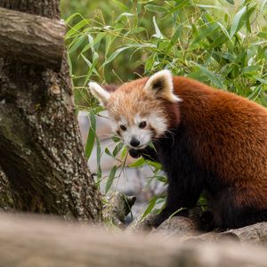 Preview wallpaper red panda, animal, leaves, furry