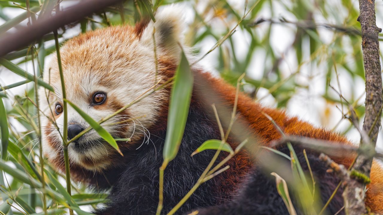 Wallpaper red panda, animal, leaves, wildlife