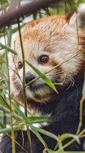 Preview wallpaper red panda, animal, leaves, wildlife