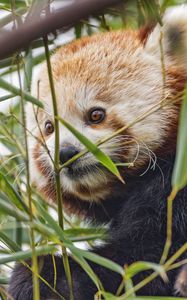 Preview wallpaper red panda, animal, leaves, wildlife