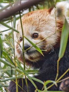 Preview wallpaper red panda, animal, leaves, wildlife