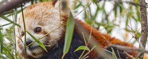 Preview wallpaper red panda, animal, leaves, wildlife