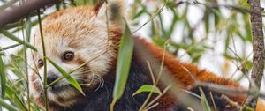 Preview wallpaper red panda, animal, leaves, wildlife