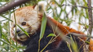 Preview wallpaper red panda, animal, leaves, wildlife