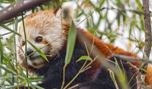 Preview wallpaper red panda, animal, leaves, wildlife