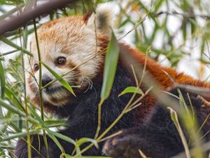 Preview wallpaper red panda, animal, leaves, wildlife