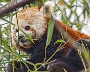 Preview wallpaper red panda, animal, leaves, wildlife