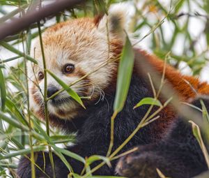 Preview wallpaper red panda, animal, leaves, wildlife