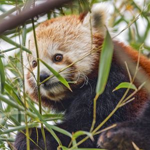Preview wallpaper red panda, animal, leaves, wildlife