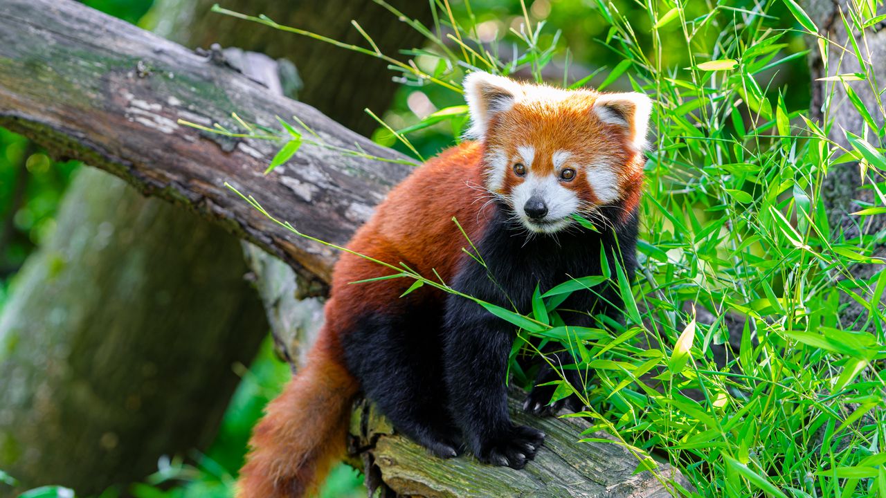 Wallpaper red panda, animal, log, leaves, wildlife
