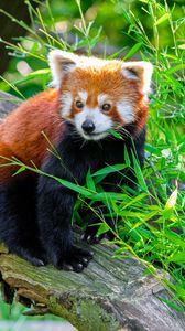 Preview wallpaper red panda, animal, log, leaves, wildlife