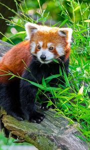 Preview wallpaper red panda, animal, log, leaves, wildlife