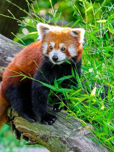 Preview wallpaper red panda, animal, log, leaves, wildlife