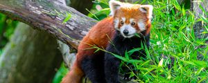 Preview wallpaper red panda, animal, log, leaves, wildlife