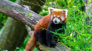Preview wallpaper red panda, animal, log, leaves, wildlife