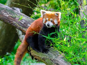 Preview wallpaper red panda, animal, log, leaves, wildlife