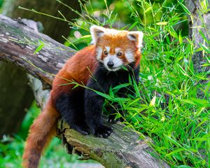 Preview wallpaper red panda, animal, log, leaves, wildlife