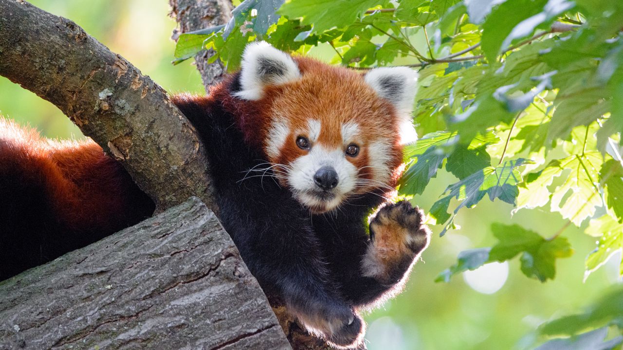 Wallpaper red panda, animal, paw, funny