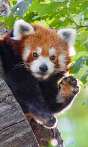 Preview wallpaper red panda, animal, paw, funny