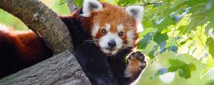 Preview wallpaper red panda, animal, paw, funny