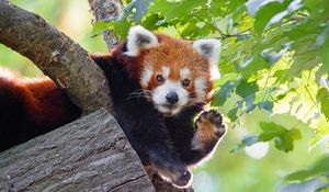 Preview wallpaper red panda, animal, paw, funny