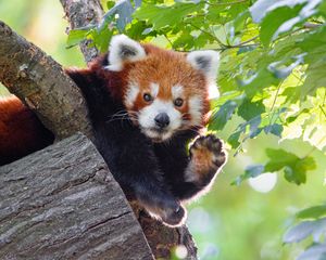 Preview wallpaper red panda, animal, paw, funny